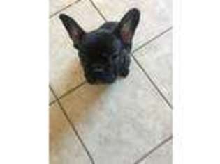 French Bulldog Puppy for sale in Calexico, CA, USA