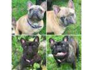 French Bulldog Puppy for sale in Port Orchard, WA, USA