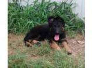 German Shepherd Dog Puppy for sale in Thayer, MO, USA