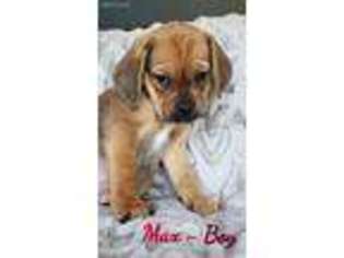 Puggle Puppy for sale in Wyoming, MI, USA