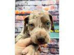 Great Dane Puppy for sale in Sellersburg, IN, USA