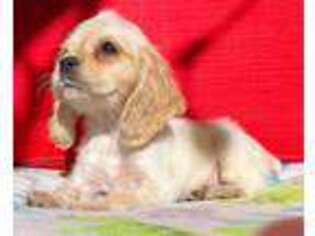 Cocker Spaniel Puppy for sale in Inyokern, CA, USA