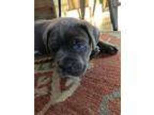 Cane Corso Puppy for sale in Barrington, RI, USA