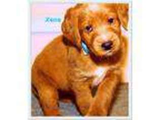Medium Photo #1 Labradoodle Puppy For Sale in Winston Salem, NC, USA