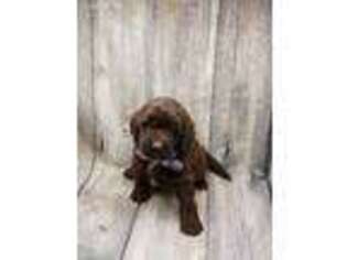 Labradoodle Puppy for sale in Dubuque, IA, USA