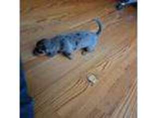 Dachshund Puppy for sale in Easley, SC, USA