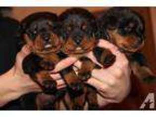 Rottweiler Puppy for sale in HAMPTON, NH, USA