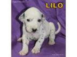 Dalmatian Puppy for sale in Excelsior Springs, MO, USA