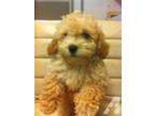 Mutt Puppy for sale in ROLLA, MO, USA