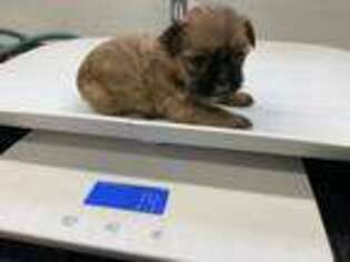 Mutt Puppy for sale in Griggsville, IL, USA