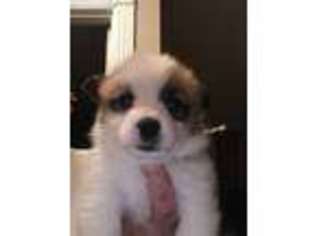 Pembroke Welsh Corgi Puppy for sale in Coxs Creek, KY, USA