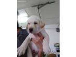 Labrador Retriever Puppy for sale in Myrtle Beach, SC, USA
