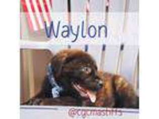 Mastiff Puppy for sale in Conroe, TX, USA