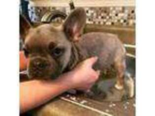 French Bulldog Puppy for sale in Atlanta, MI, USA