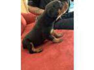 Rottweiler Puppy for sale in Charlotte Hall, MD, USA
