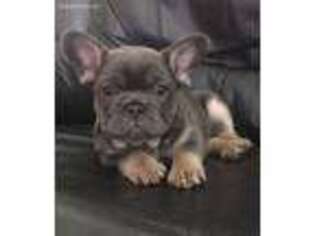 French Bulldog Puppy for sale in Zion, IL, USA