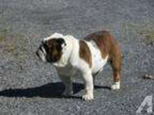 Bulldog Puppy for sale in BUNKER HILL, WV, USA