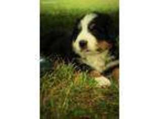 Bernese Mountain Dog Puppy for sale in Anderson, MO, USA