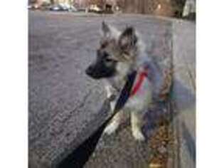 Keeshond Puppy for sale in Colorado Springs, CO, USA