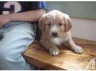 Mutt Puppy for sale in ATHOL, MA, USA