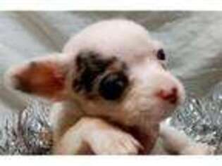 Chihuahua Puppy for sale in Unknown, , USA