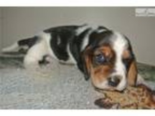 Basset Hound Puppy for sale in Des Moines, IA, USA