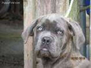 Cane Corso Puppy for sale in Salem, MO, USA