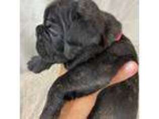 French Bulldog Puppy for sale in North Myrtle Beach, SC, USA