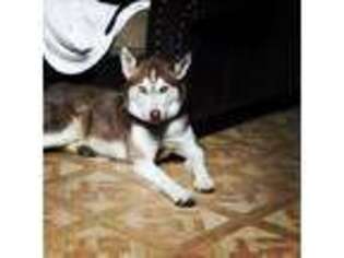Siberian Husky Puppy for sale in Emporia, KS, USA