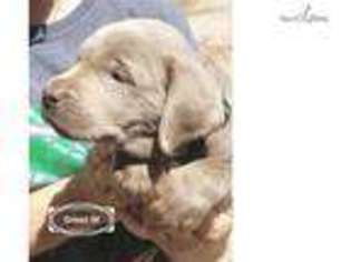 Labrador Retriever Puppy for sale in San Antonio, TX, USA