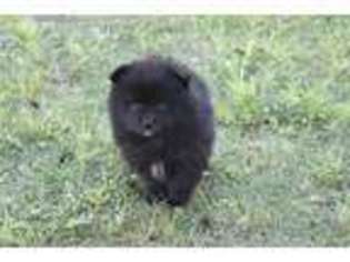 Pomeranian Puppy for sale in Montgomery, TX, USA