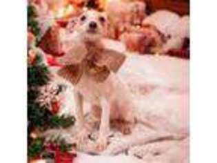 Italian Greyhound Puppy for sale in Pleasant Grove, UT, USA