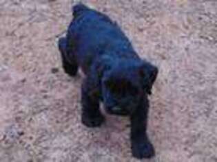 Mutt Puppy for sale in Hawkins, TX, USA
