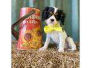 Cavalier King Charles Spaniel Puppy for sale in Gay, GA, USA