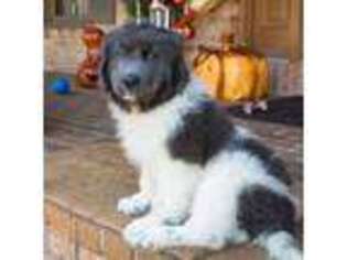 Newfoundland Puppy for sale in Youngstown, OH, USA