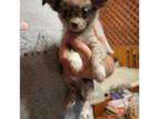 Chihuahua Puppy for sale in Young Harris, GA, USA