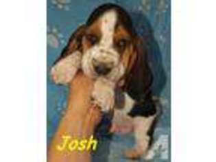 Basset Hound Puppy for sale in REDDING, CA, USA