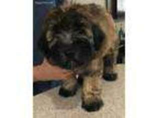 Soft Coated Wheaten Terrier Puppy for sale in Kissimmee, FL, USA