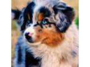Australian Shepherd Puppy for sale in Factoryville, PA, USA