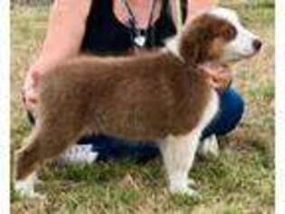 Australian Shepherd Puppy for sale in Kerrville, TX, USA