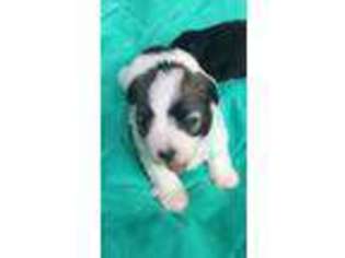 Havanese Puppy for sale in Metropolis, IL, USA