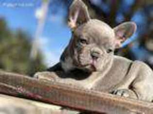 French Bulldog Puppy for sale in Pismo Beach, CA, USA