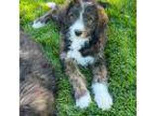 Mutt Puppy for sale in Larkspur, CO, USA