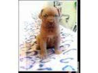 American Bull Dogue De Bordeaux Puppy for sale in ADDY, WA, USA