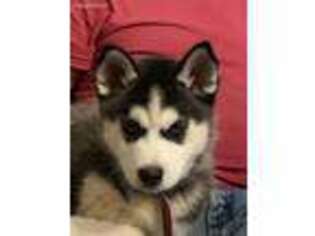 Siberian Husky Puppy for sale in Dothan, AL, USA