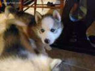 Siberian Husky Puppy for sale in Millboro, VA, USA