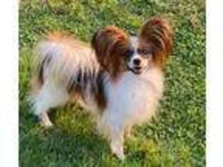 Papillon Puppy for sale in Lizella, GA, USA