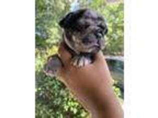 French Bulldog Puppy for sale in Gretna, VA, USA