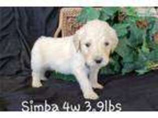 Goldendoodle Puppy for sale in Boise, ID, USA