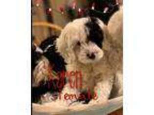 Mutt Puppy for sale in Williston, ND, USA